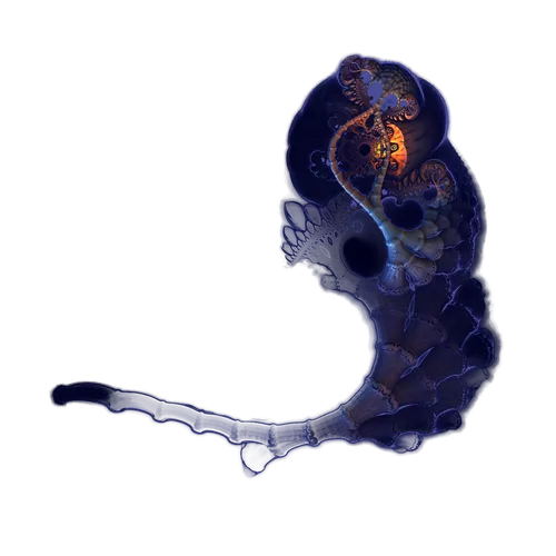 nft